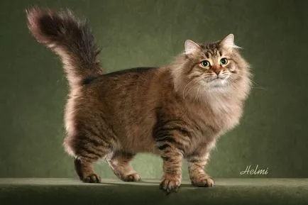 Сибирски 33 снимка