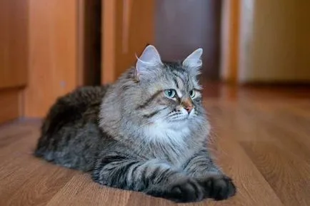 Сибирски 33 снимка