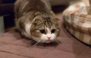 Scottish Fold - описание порода, характер, снимка, цена, поддръжка, сайт на 