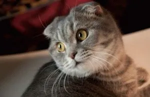 Scottish Fold - описание порода, характер, снимка, цена, поддръжка, сайт на 