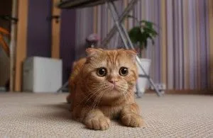 Scottish Fold - описание порода, характер, снимка, цена, поддръжка, сайт на 