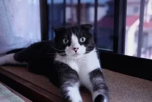 Scottish Fold - описание порода, характер, снимка, цена, поддръжка, сайт на 