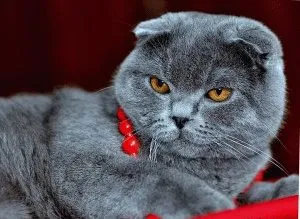 Scottish Fold - описание порода, характер, снимка, цена, поддръжка, сайт на 