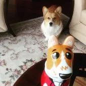 Куче Alekseya Vorobeva - Елвис (Corgi порода) биография, снимки (рок) Куче Alekseya Vorobeva - Елвис (Corgi порода) биография, снимки