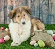 Collie куче порода описание, снимки, цената на кученцата, прегледи