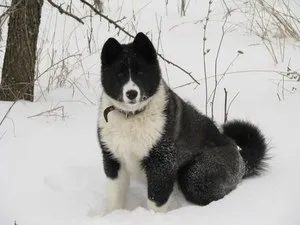Кучето Лайка