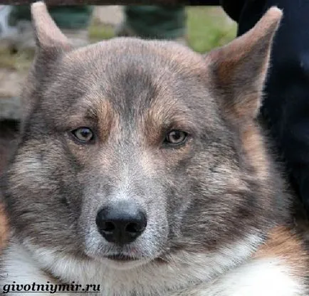sulimov куче