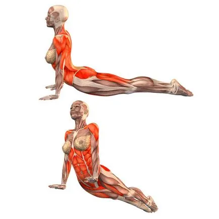 Куче муцуната нагоре, urdhva мукха shvanasana, техника на йога асани, фото, видео (асани) Куче муцуната нагоре, urdhva мукха shvanasana, техника на йога асани, снимки, видео