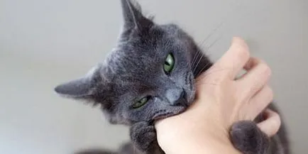 Тълкуване на сънища котка атакува какво котка атака сън в съня си