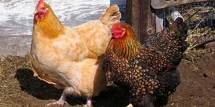 Тълкуване на сънища пилета какво мечтае пилета в съня