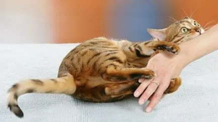 Тълкуване на сънища котка атака в съня си какво мечтае котка атаки