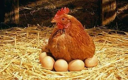 Мечтай мечтата тълкуване какво пилета