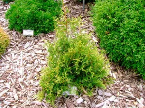Dries Thuja какво да правя, статии, кестен горичка
