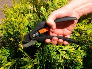 Dries Thuja какво да правя, статии, кестен горичка
