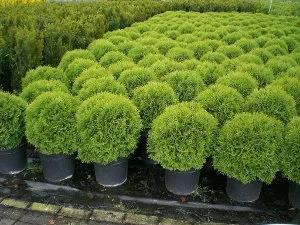 Dries Thuja какво да правя, статии, кестен горичка