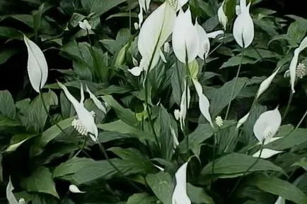 Spathiphyllum (женски щастие) - засаждане и грижи у дома, размножаване, снимки, как