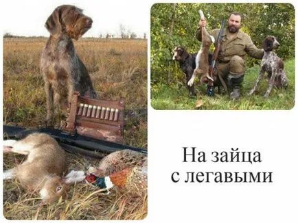 Съвети как да преследвам стария ловец, и да получите vytselivat Харе Харе заек и видео (е) Съвети как да преследвам стария ловец, и да получите vytselivat Харе Харе Харе и с видео