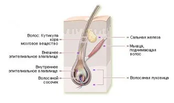 структурата на косата