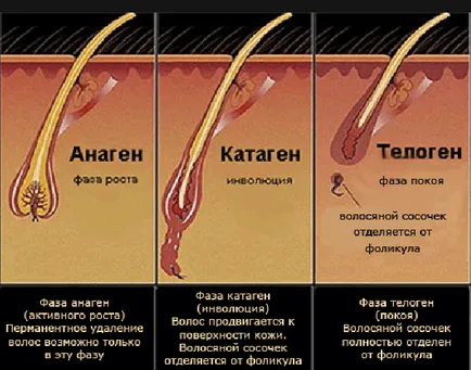 В структурата на косата