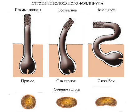 В структурата на косата