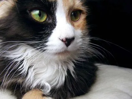 Сух нос коте какво го причинява и какво да правя