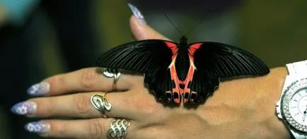 Butterfly като човек Butterfly като човек