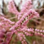 TAMARISK засаждане, грижи, отглеждане храст, ден, летовник (размножаване) TAMARISK засаждане, грижи, отглеждане храст, ден, летовник