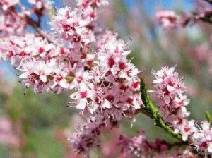 TAMARISK засаждане, грижи, отглеждане храст, ден, летовник (дъбрава) TAMARISK засаждане, грижи, отглеждане храст, ден, летовник