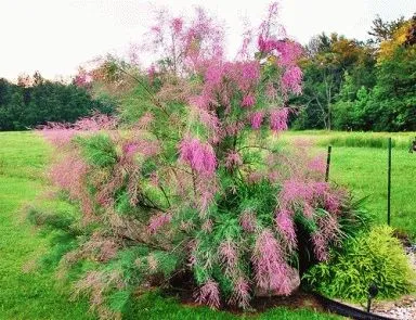 TAMARISK засаждане, грижи, отглеждане храст, ден, летовник (засаждане) TAMARISK засаждане, грижи, отглеждане храст, ден, летовник