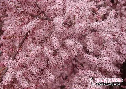 TAMARISK засаждане и грижи за възпроизвеждане на храсти и проектиране на ландшафтен дизайн