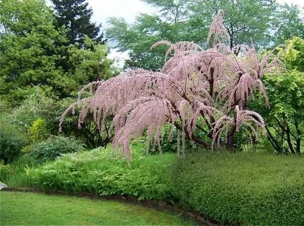 TAMARISK снимки и видове, засяване и грижи за храсти