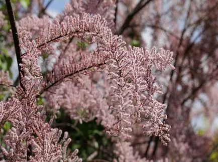 TAMARISK снимки и видове, засяване и грижи за храсти