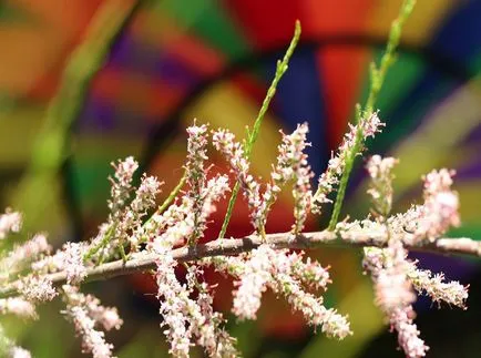 TAMARISK снимки и видове, засяване и грижи за храсти