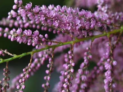 TAMARISK снимки и видове, засяване и грижи за храсти