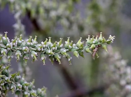 TAMARISK снимки и видове, засяване и грижи за храсти