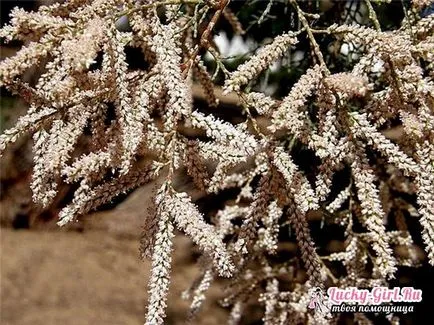 TAMARISK засаждане и грижи за възпроизвеждане на храсти и проектиране на ландшафтен дизайн