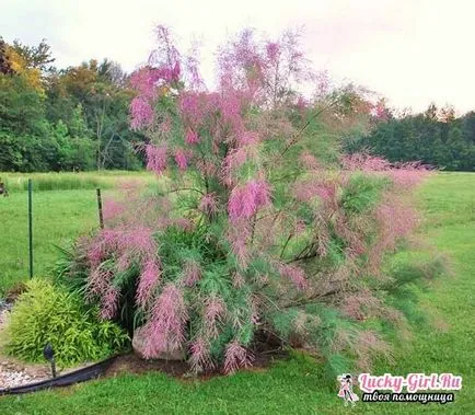TAMARISK засаждане и грижи за възпроизвеждане на храсти и проектиране на ландшафтен дизайн