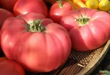 Домат Pink Гигантски отзиви и снимки, описание и характеристика на сортове за отглеждане на домати