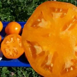 Домат Райска ябълка описание на сорта, обратната връзка от който култивира своя снимка храст