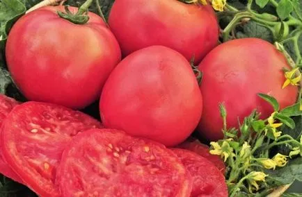 Домат Pink Giant характеристика и описание на сорта домати