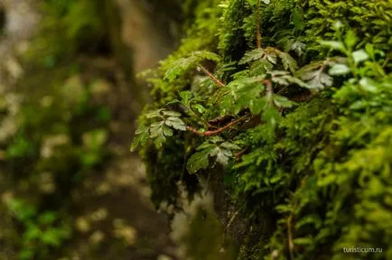 Ю-горичка, домакин, обл Сочи Khosta