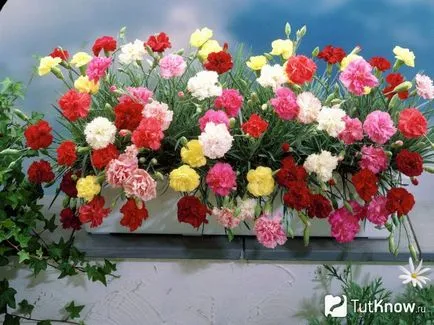 Sweet Уилям, засаждане и грижи съвети за отглеждане на