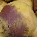 Ряпа ползи за здравето, клас, описание, рецепти