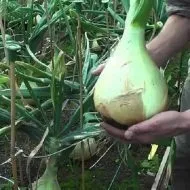 Тор за краставица разсад