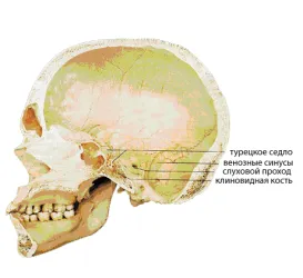 Ephippium описание в мозъка, функциите (функциите на мозъка) Ephippium описание на мозъка, функции