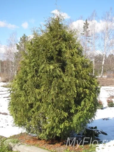Thuja пожълтяване причини и какво да правя