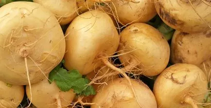 Ряпа ползи за здравето, клас, описание, рецепти