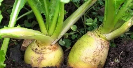 Ряпа ползи за здравето, клас, описание, рецепти