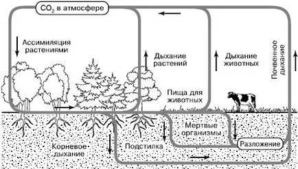 Въглероден като химичен елемент е в основата на живота