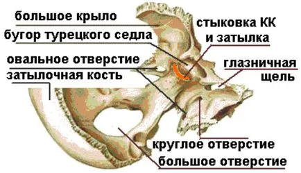 Ephippium мозъка